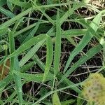 Lathyrus heterophyllus Leaf