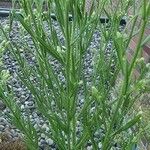 Baccharis sarothroides Hoja