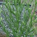 Baccharis sarothroides Leaf