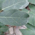 Ficus lutea Leaf