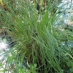 Carex elata Plante entière