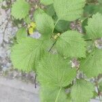 Crataegus submollis Leaf