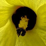Abelmoschus moschatus Floare
