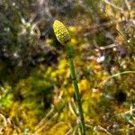 Equisetum fluviatile Kwiat