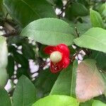 Ochna serrulata Flower