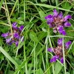 Prunella grandiflora 花