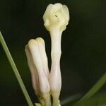 Bonafousia disticha Цветок