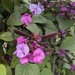 Lablab purpureus Blüte