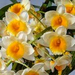 Dendrobium thyrsiflorum Flor