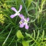 Matthiola longipetalaBlodyn