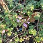 Clinopodium nepeta Hábito