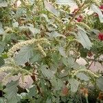 Amaranthus tortuosus Blatt