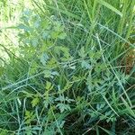 Peucedanum oreoselinum Habit