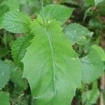 Emilia fosbergii Leaf