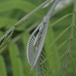 Leucaena pulverulenta Folla