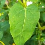 Mirabilis jalapa Leaf