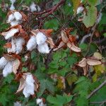 Gossypium spp. Fruit