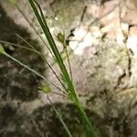 Juncus tenuis Corteza