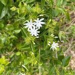 Jasminum multiflorum Levél