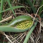 Philodendron giganteum Fruit