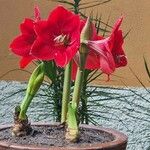 Hippeastrum reginaeFloare