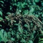 Amaranthus dubius Агульны выгляд