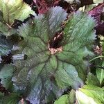 Ligularia dentata Leaf