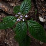 Phyllopentas austro-orientalis Flor