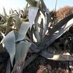 Agave americana Habit