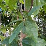 Magnolia garrettii Levél