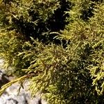 Juniperus phoenicea পাতা