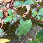 Impatiens platypetala Leaf