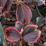 Acalypha wilkesiana Leaf