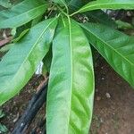 Persea macrantha Leaf