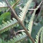 Thelypteris scabra Fruit