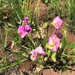 Sphenostylis marginata Floro