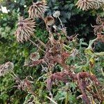 Echinops bannaticus Libunga