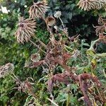 Echinops bannaticus Hábito