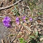 Campanula glomerataFlors