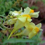 Linaria vulgaris Blüte