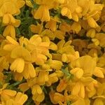 Genista lydia Lorea