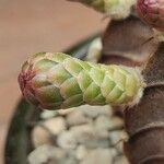 Gymnocalycium mihanovichiiBlomst