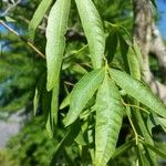 Searsia pendulina Leaf