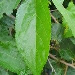 Grewia trichocarpa Hoja