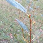 Salix nigra Leaf