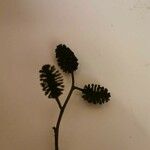 Alnus alnobetula 花