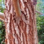 Salix humboldtiana Bark