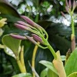 Guarianthe bowringiana Blomst