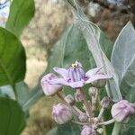 Calotropis gigantea Flor
