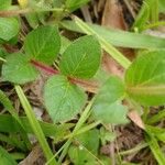 Cuphea ericoides Hoja